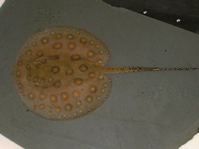 Potamotrygon motoro Orange spot